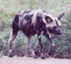 Pregnant african dog
